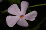 Alabama phlox